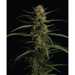 Caribbean Queen “Pure Sativa”, Фасовка: 3
